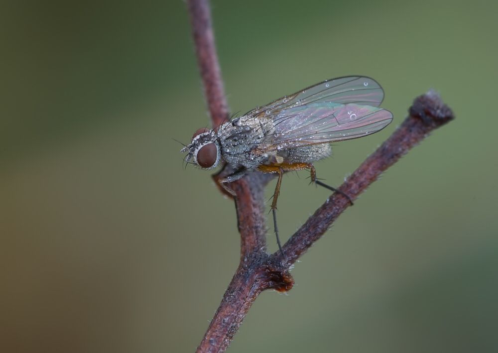 Phaonia angelicae