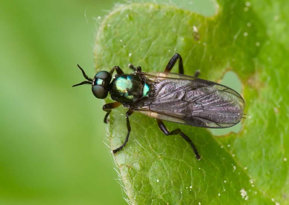 Beris geniculata