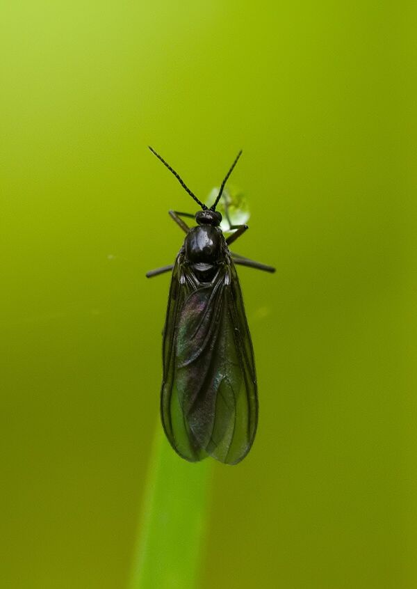 Sciara militaris
