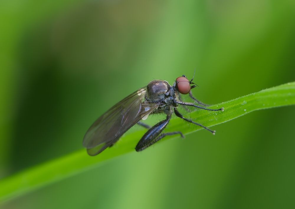Hybos culiciformis