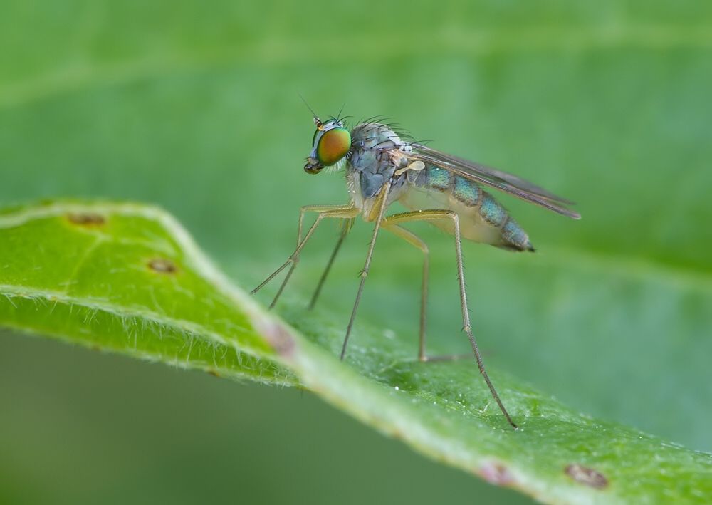 Sciapus platypterus