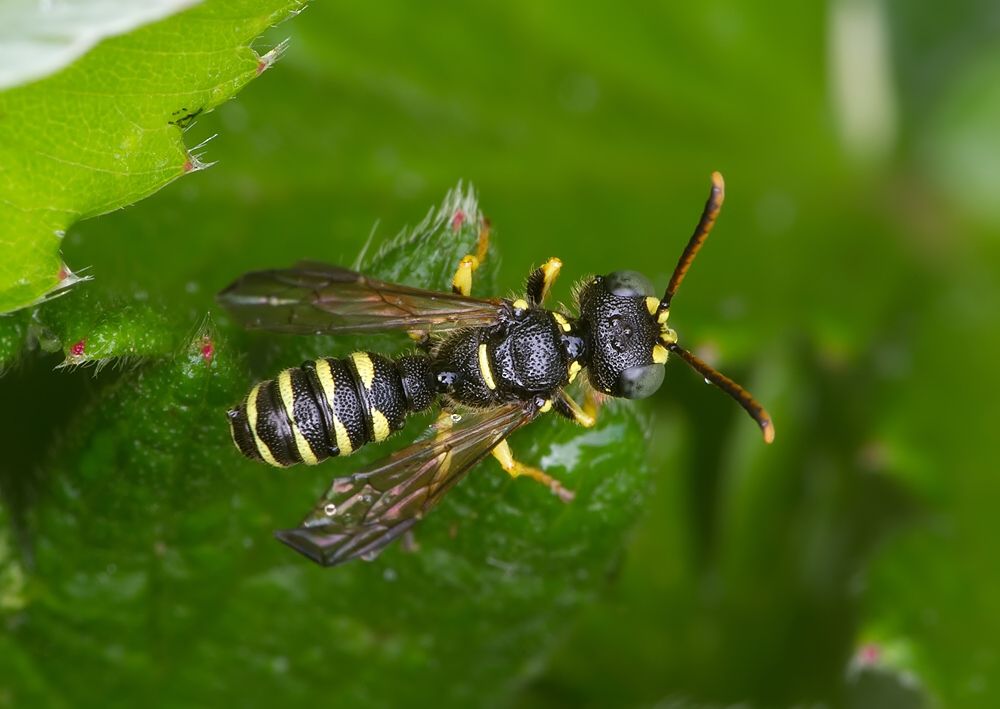 Cerceris arenaria