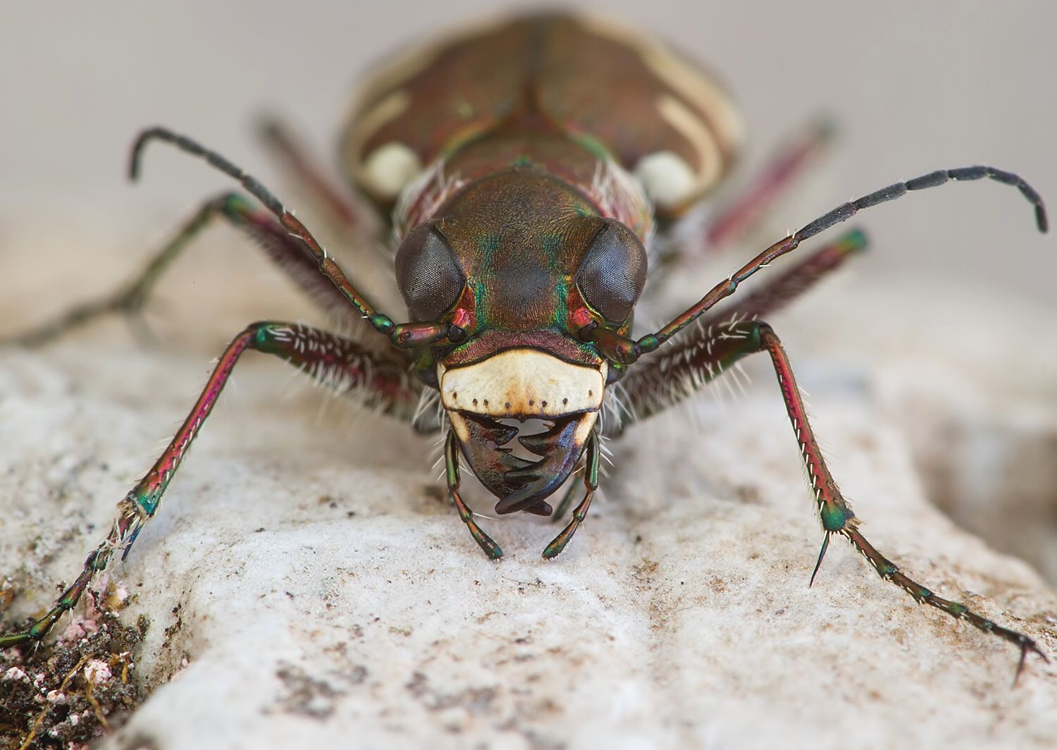 Cicindela hybrida