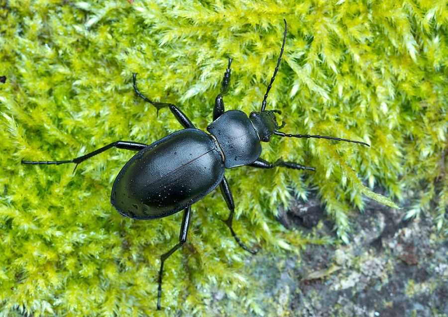 Carabus glabratus