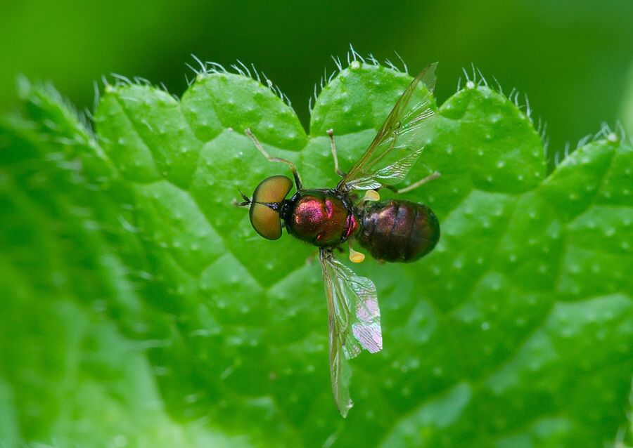 Microchrysa polita