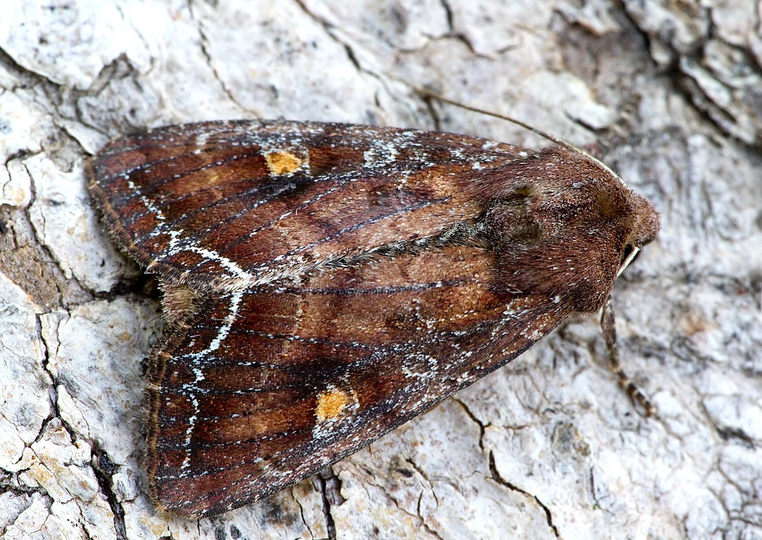 Lacanobia oleracea