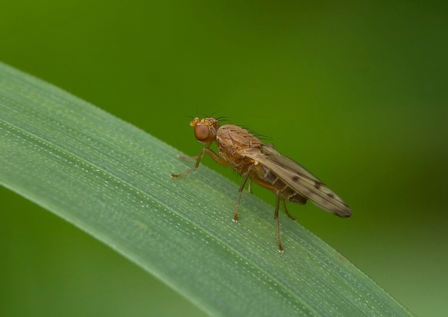 Opomyza florum