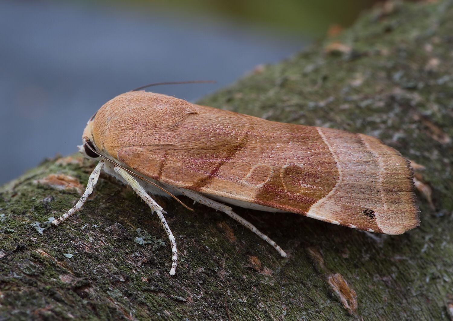 Noctua fimbriata