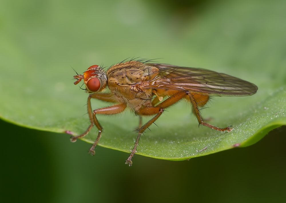 Scathophaga inquinata