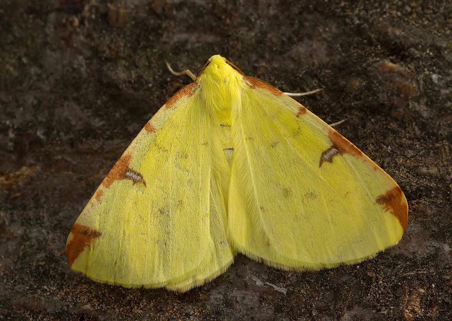 Opisthograptis luteolata