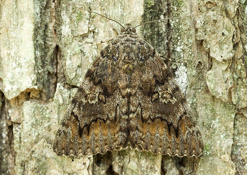 Catocala sponsa
