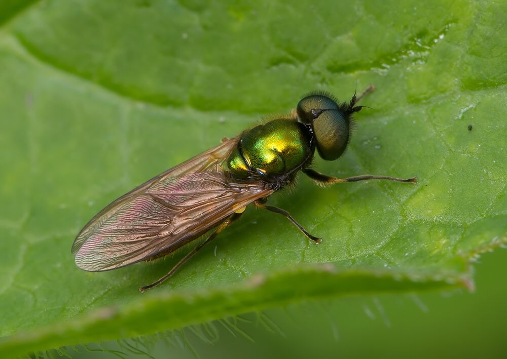 Chloromyia formosa