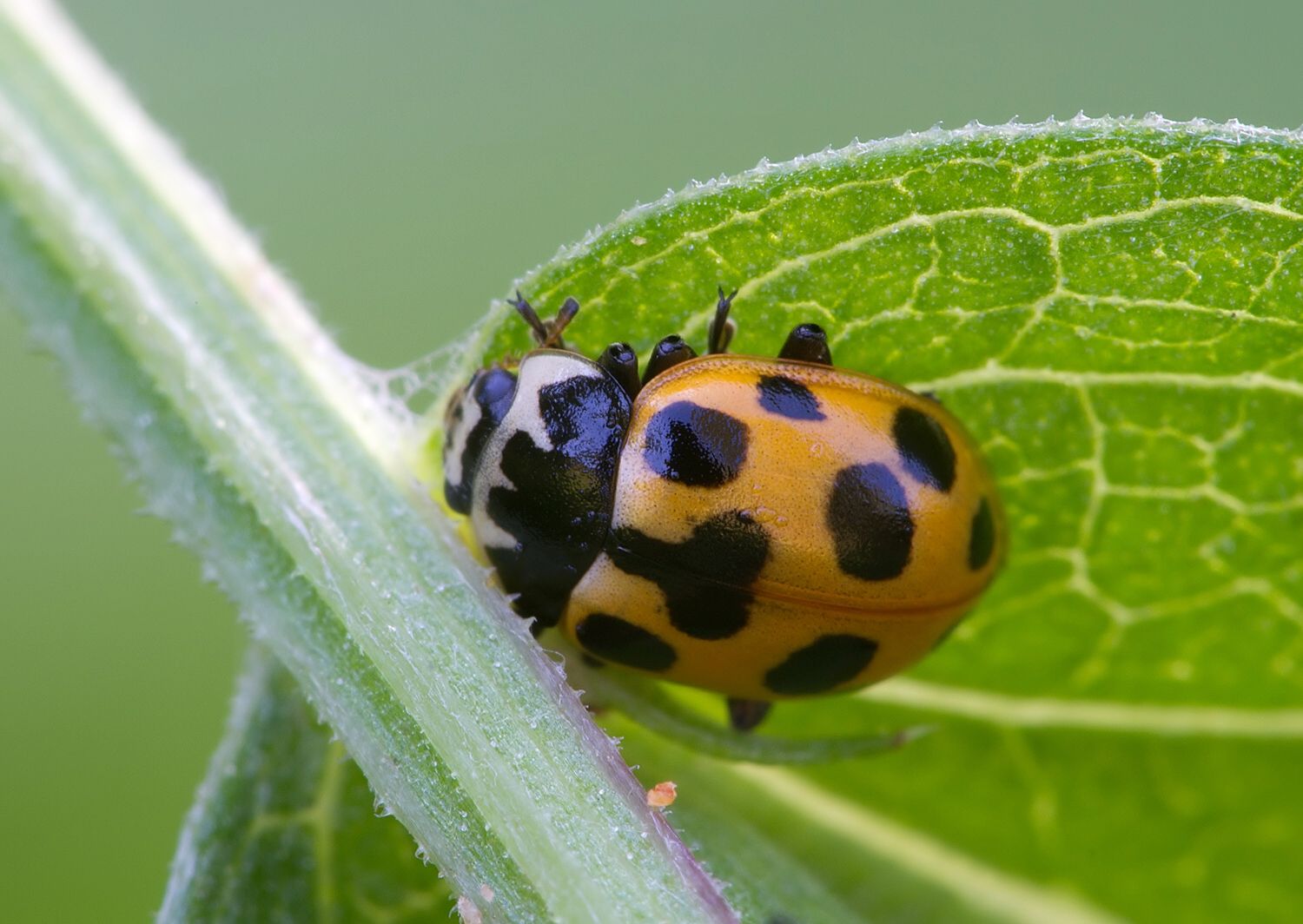 Hippodamia notata