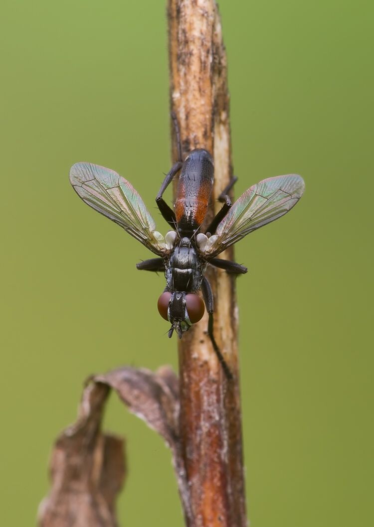 Cylindromyia pusilla