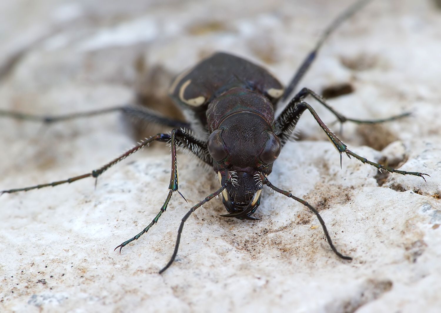 Cicindela sylvatica