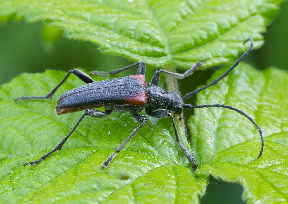 Anisorus quercus