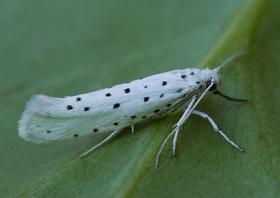 Yponomeuta cagnagella cf.