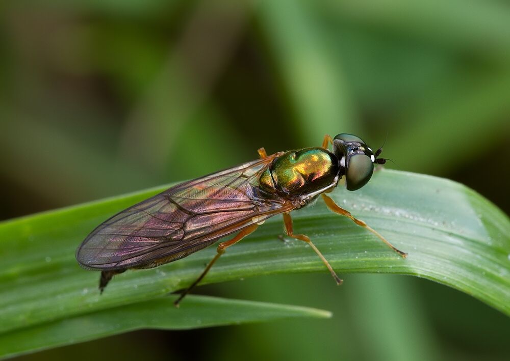 Sargus flavipes