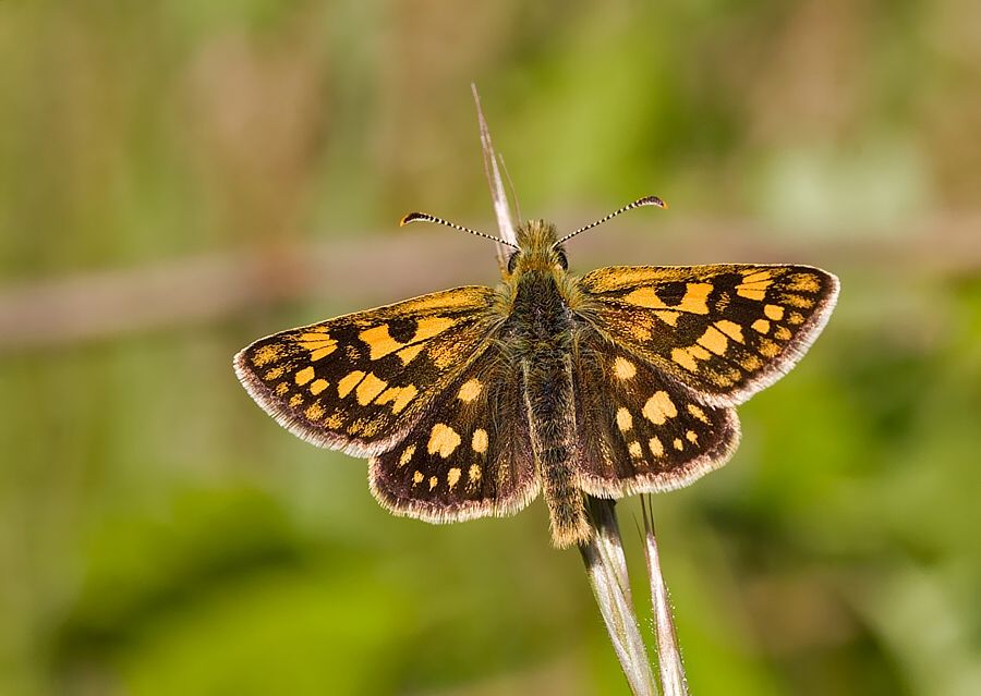 Carterocephalus palaemon