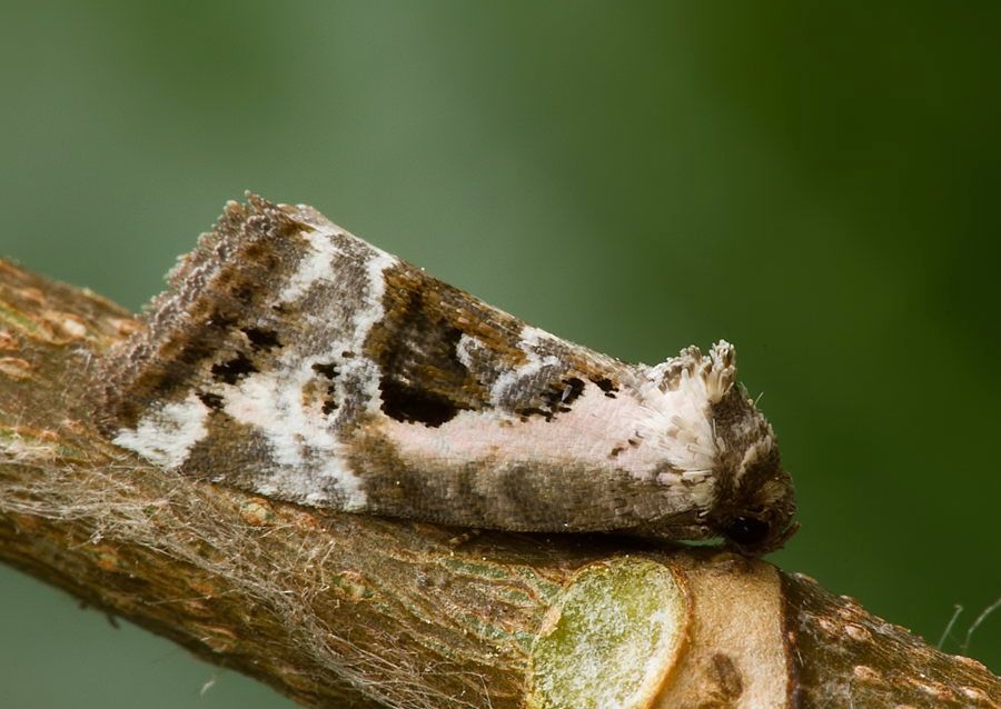 Elaphria venustula