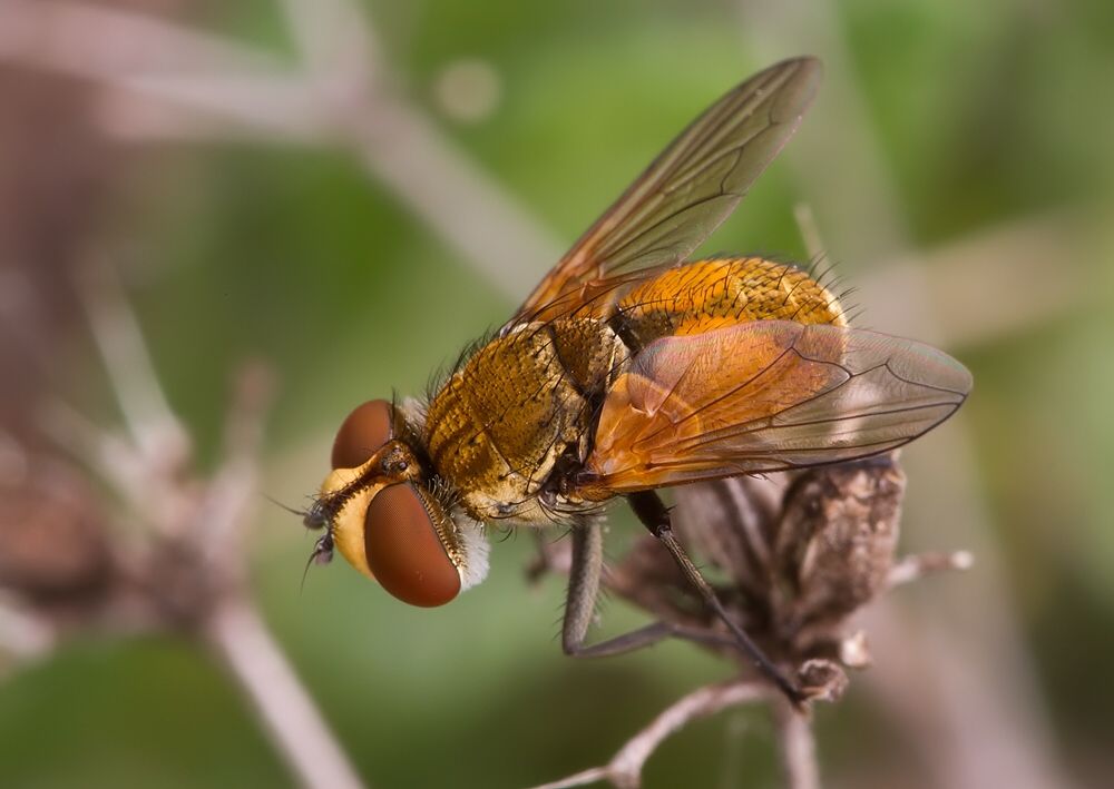 Clytiomya continua