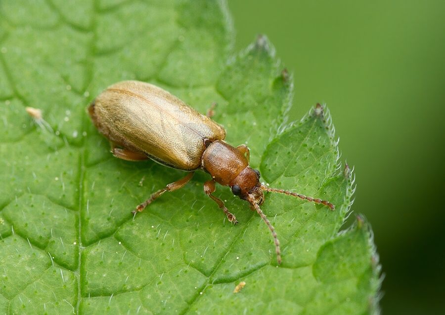 Orsodacne lineola