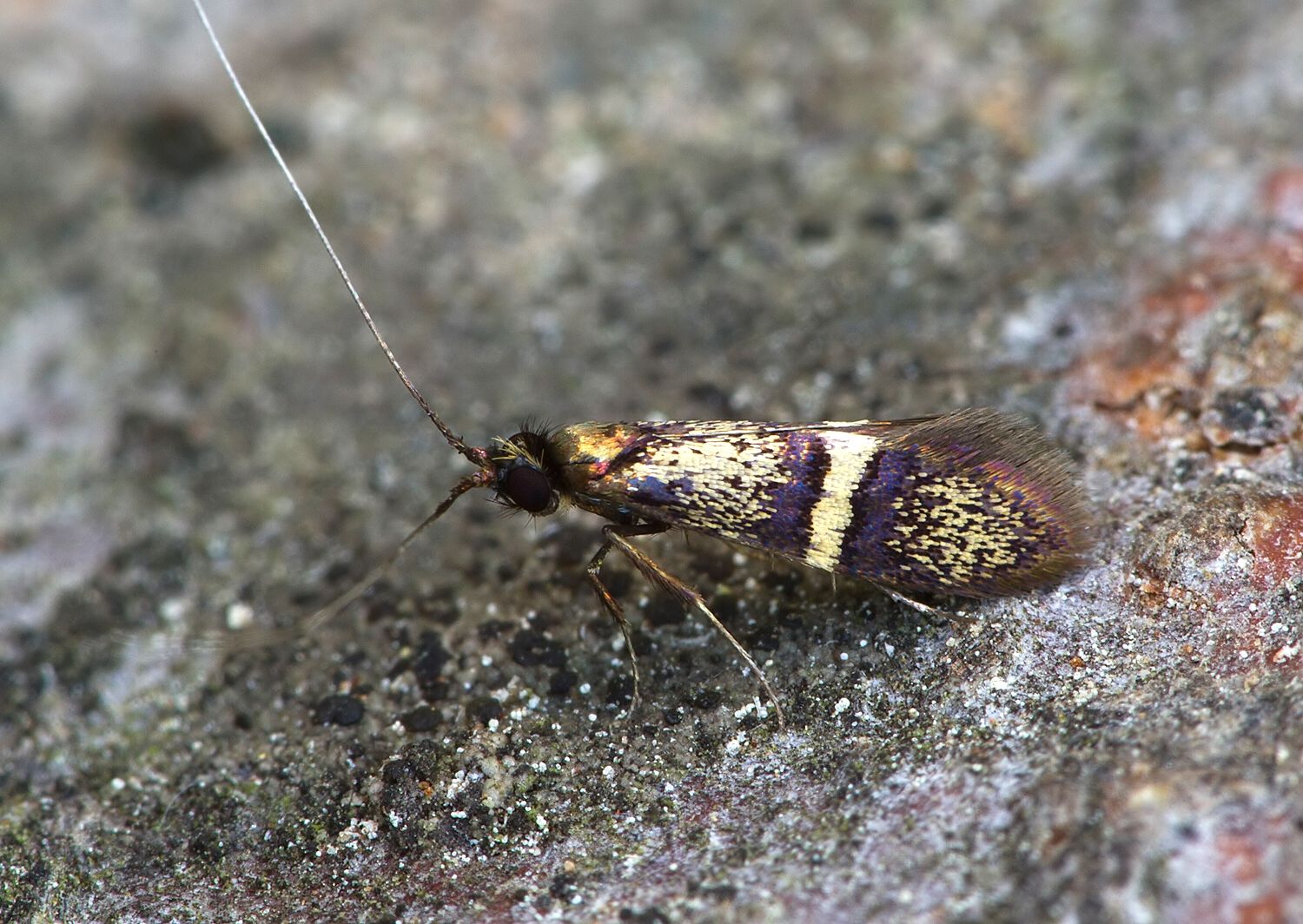 Nemophora associatella