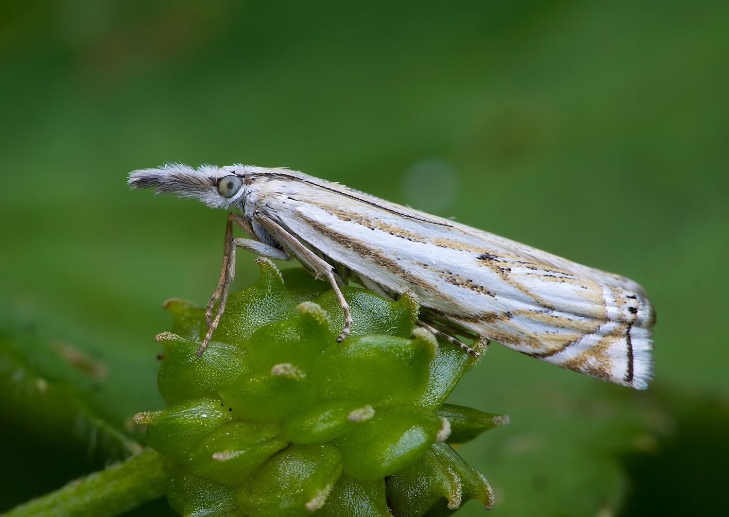Crambus lathoniellus