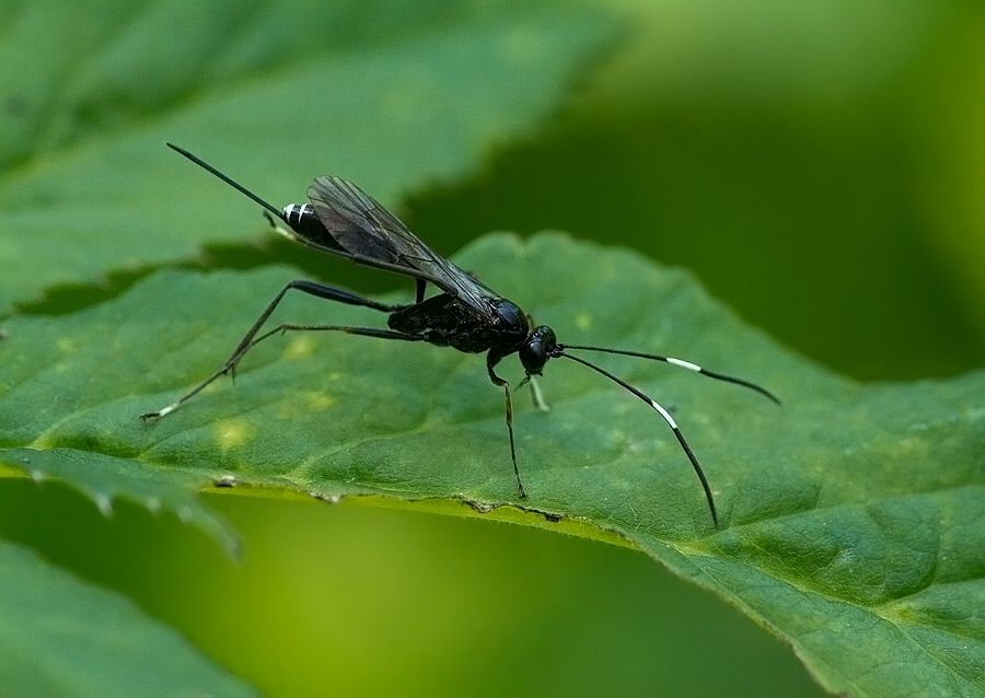 Picardiella sp.