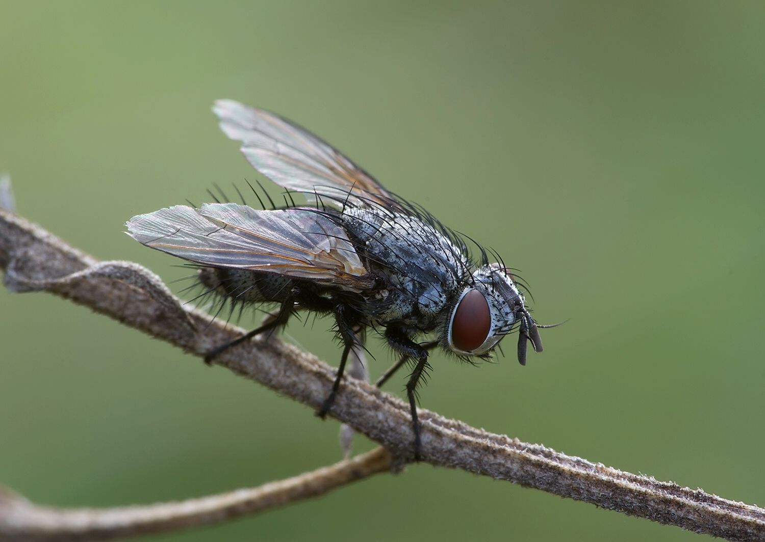 Lydella stabulans