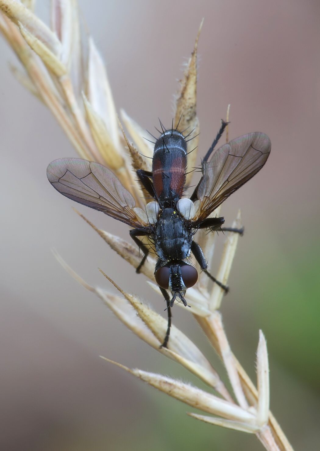 Cylindromyia pusilla