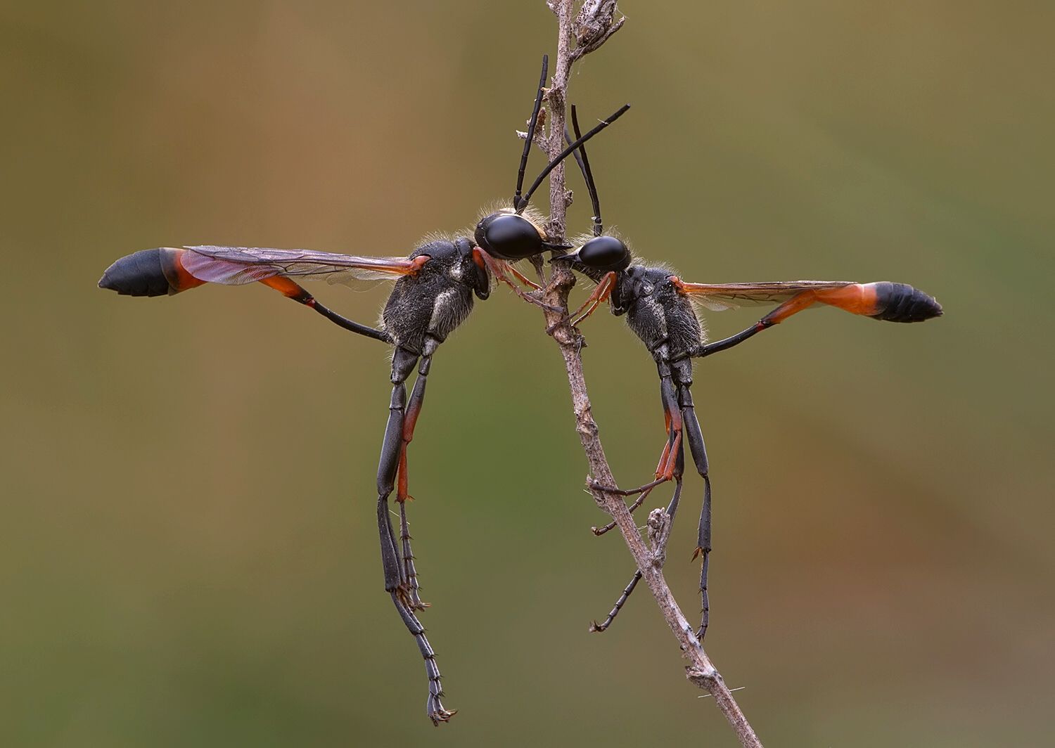 Ammophila heydeni