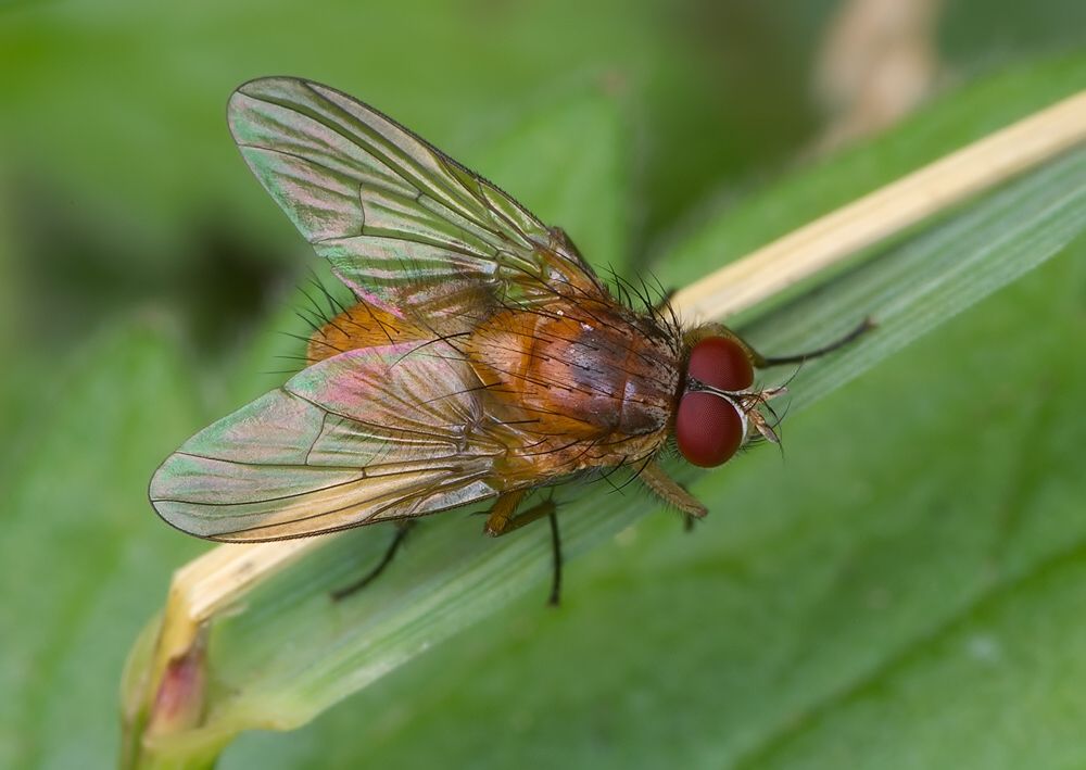 Phaonia pallida