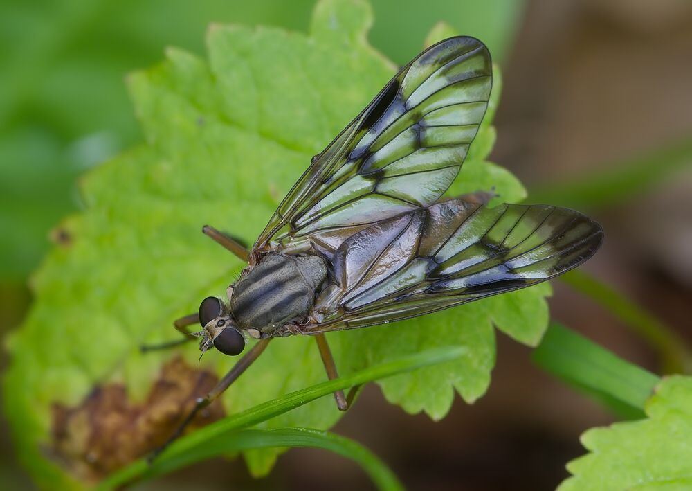 Rhagio scolopaceus