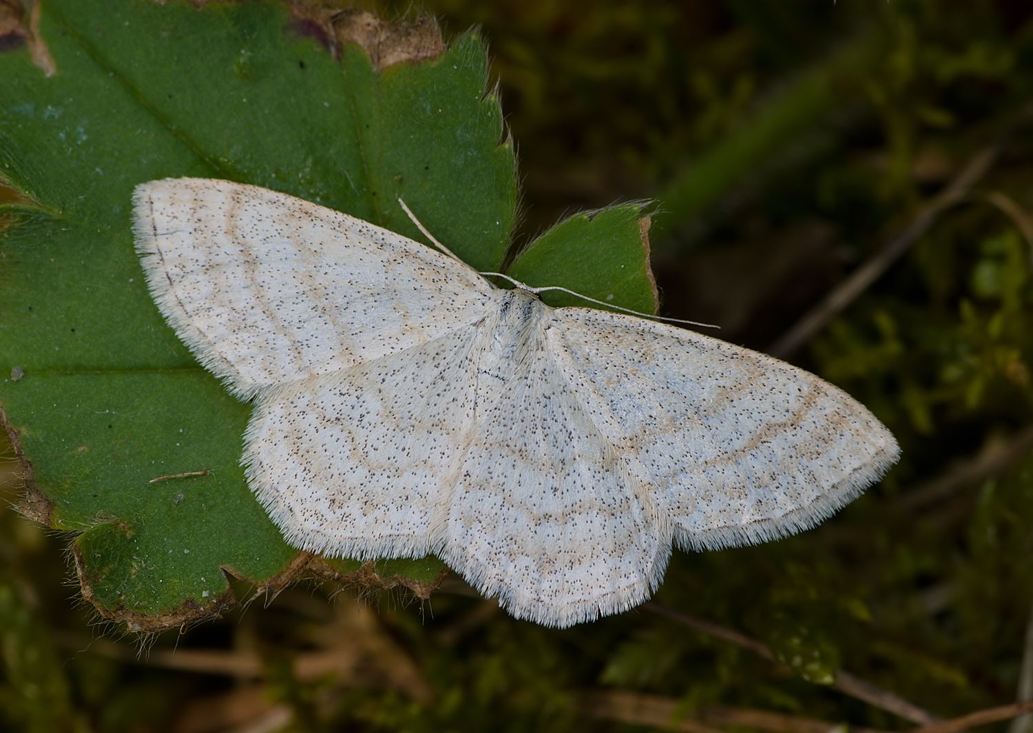 Scopula ternata