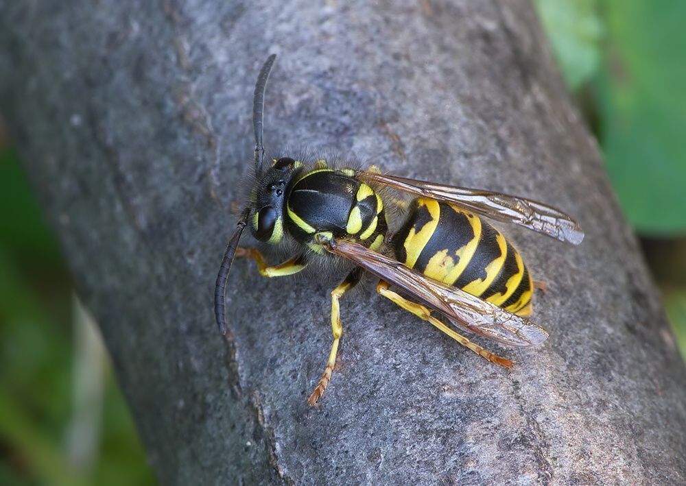 Vespula vulgaris