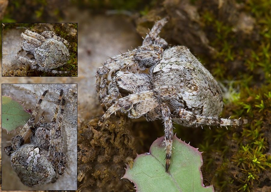 Araneus circe