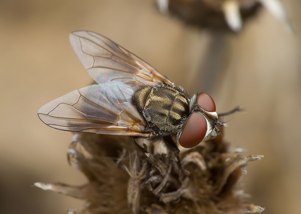 Phasia obesa