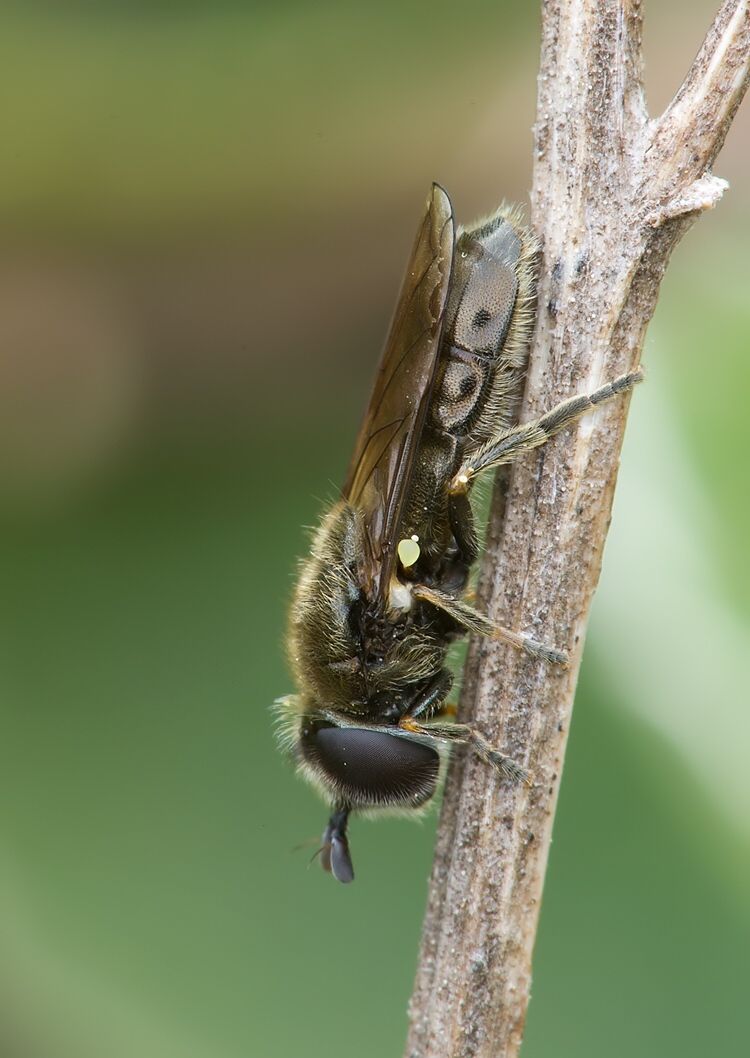 Pipizella virens