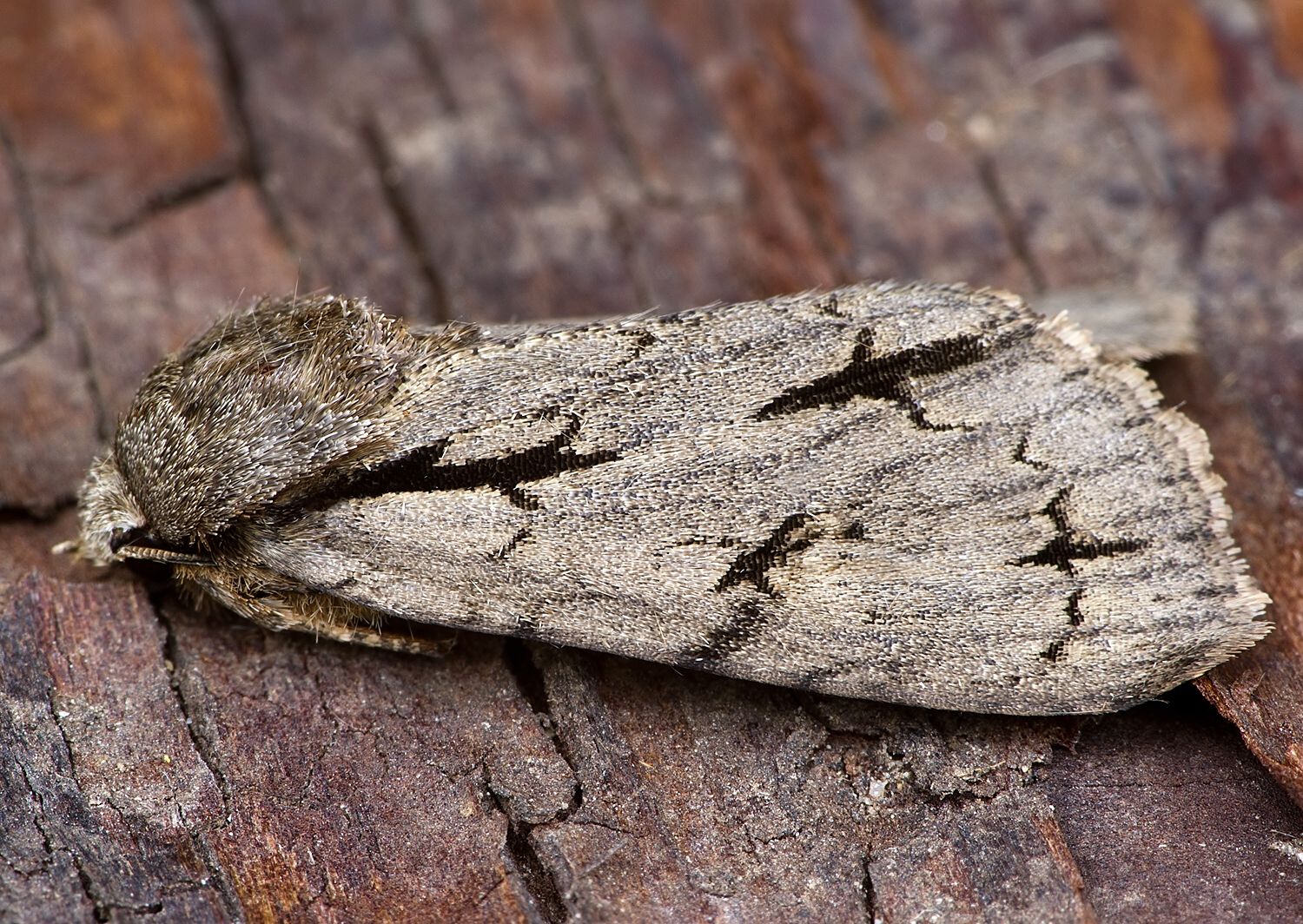 Acronicta psi
