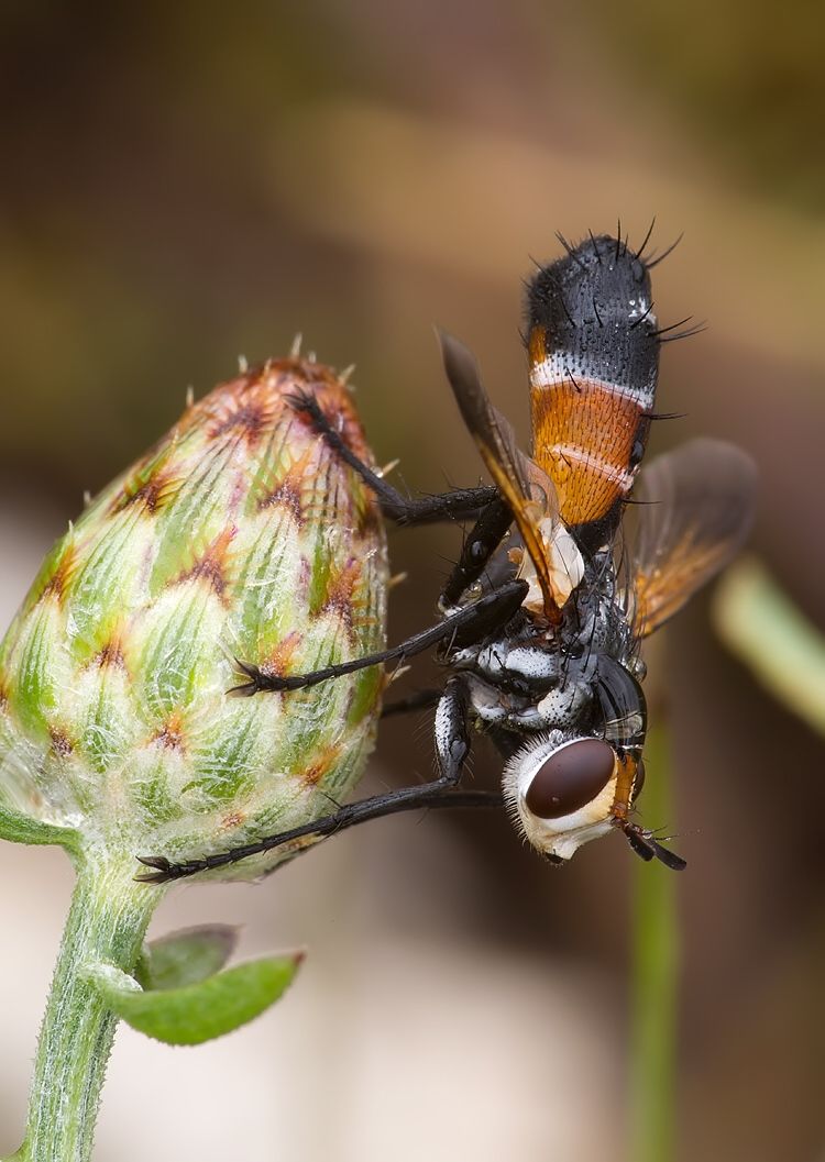 Cylindromyia intermedia
