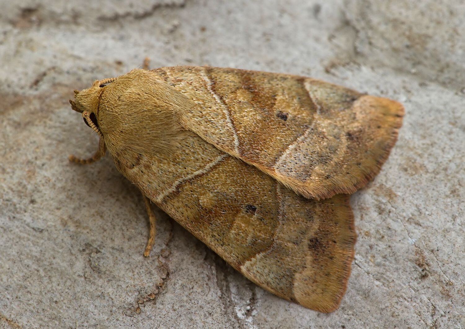 Cosmia trapezina