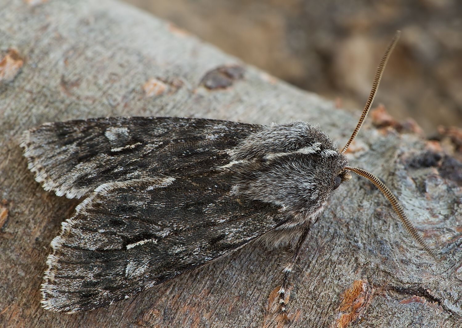 Brachionycha nubeculosa