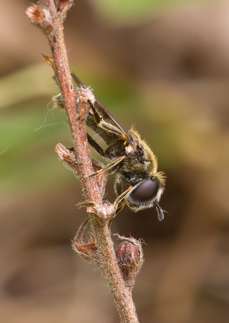 Pipizella virens