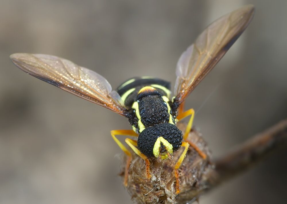 Xanthogramma citrofasciatum