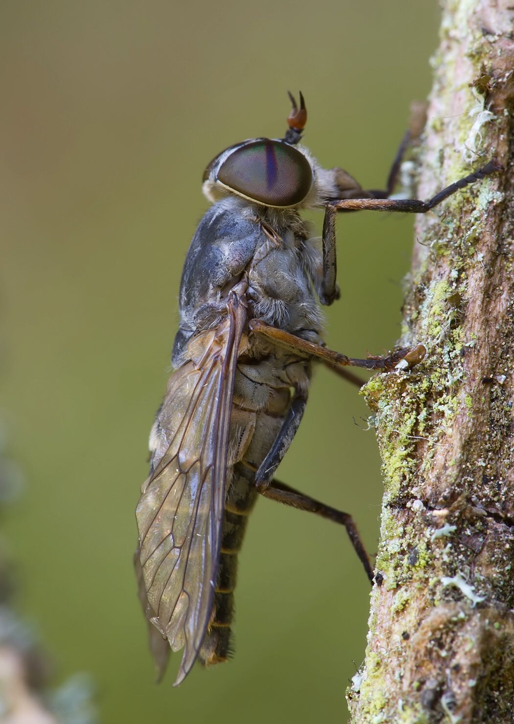 Tabanus maculicornis