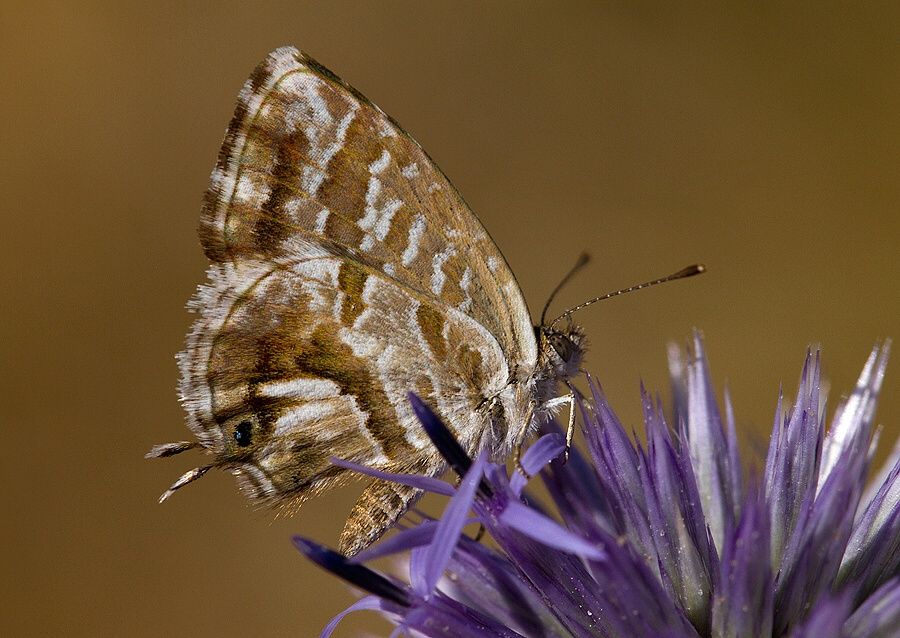Cacyreus marshalli