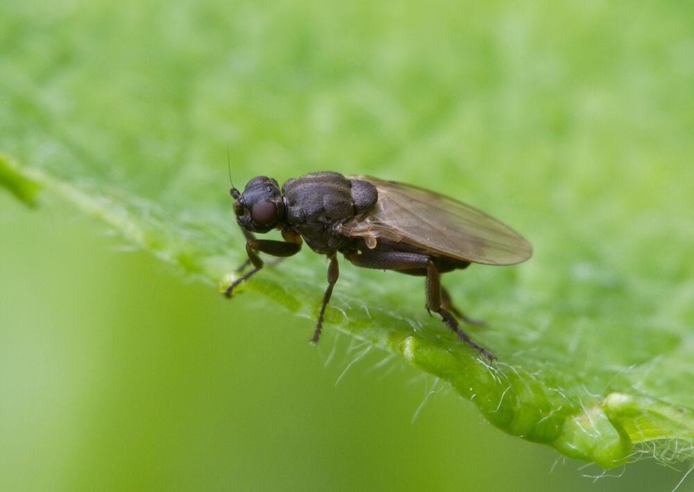 Sphaerocera curvipes