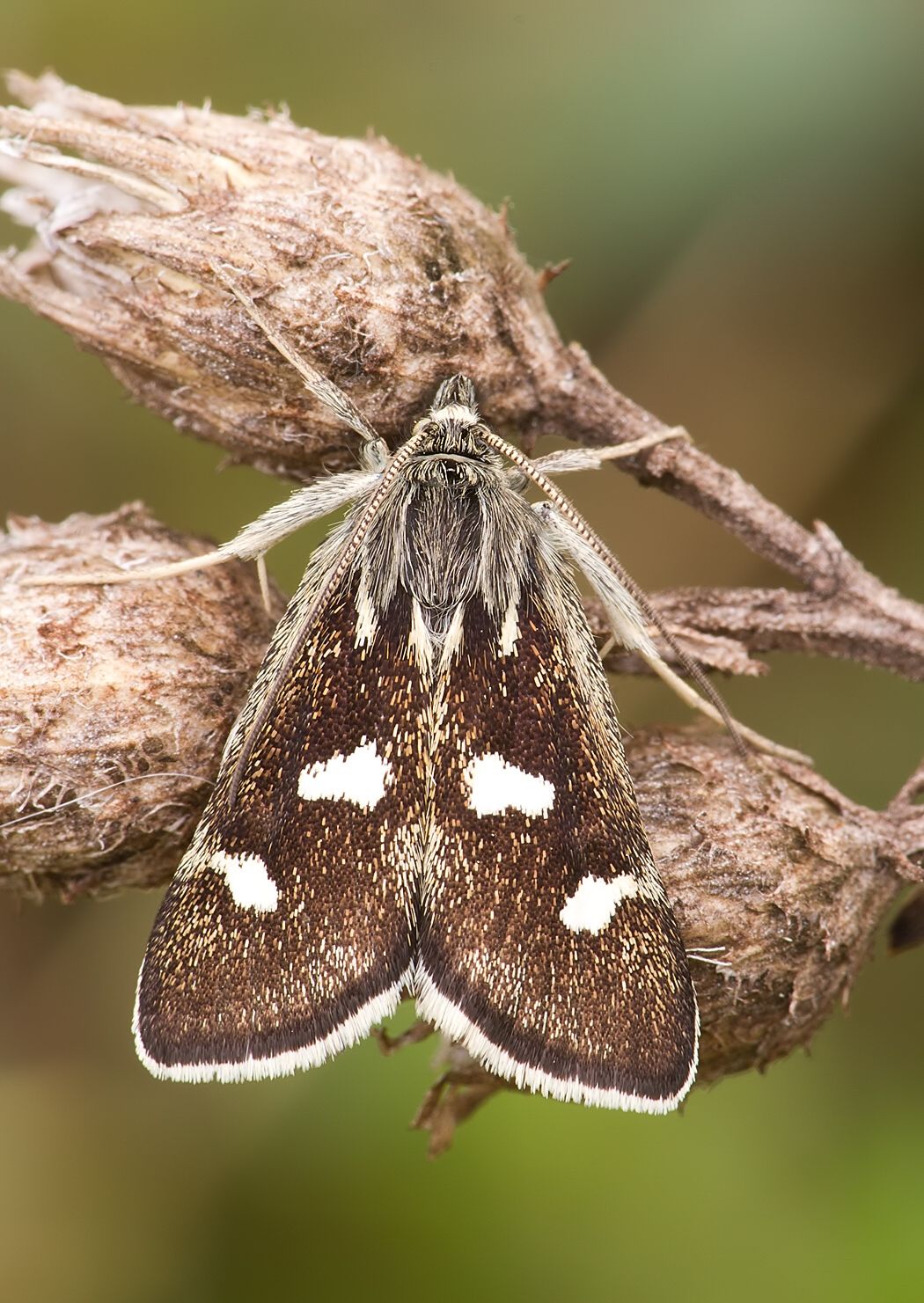 Eurrhypis pollinalis