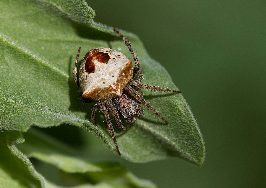 Gibbaranea bituberculata